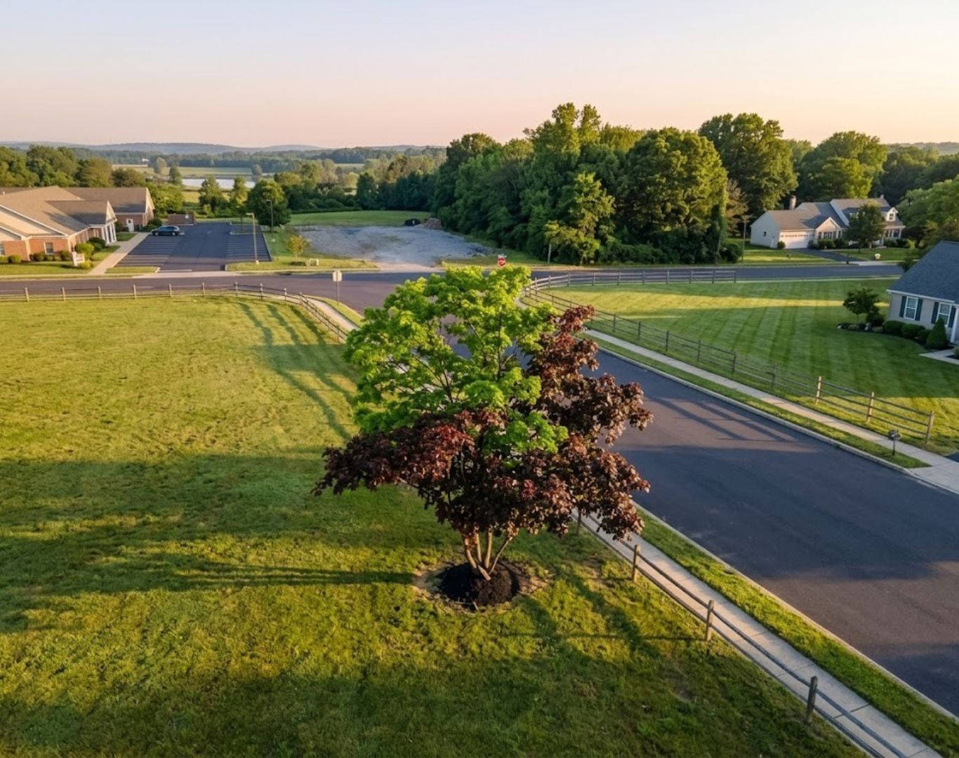 The Crimson King Norway maple tree on County Route 541, Burlington Township, NJ